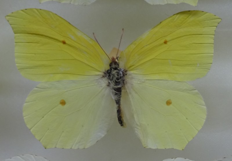 COLIAS croceus