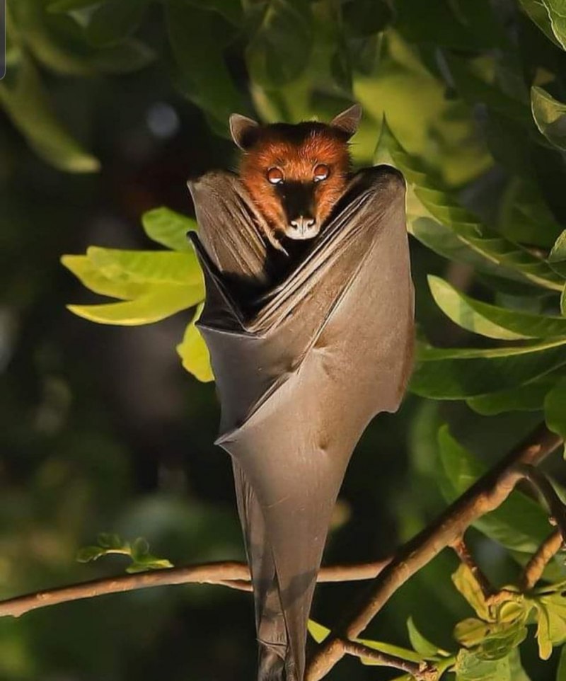 Индийская летучая лисица (65 фото)
