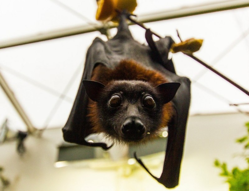 Flying Fox летучая мышь