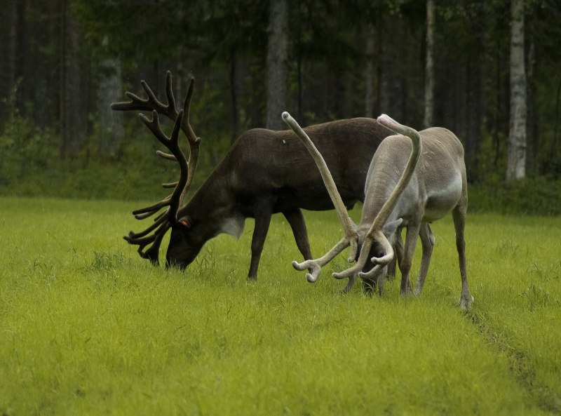Cervus elaphus
