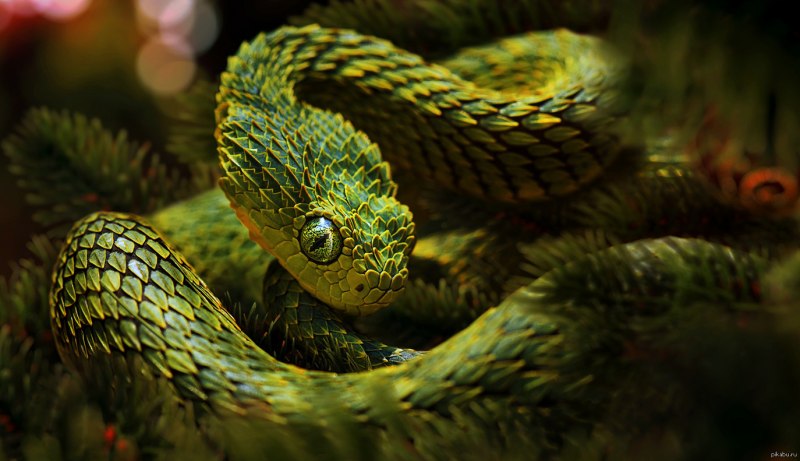 Atheris hispida