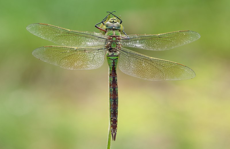 Дедка желтоногий (Stylurus flavipes)