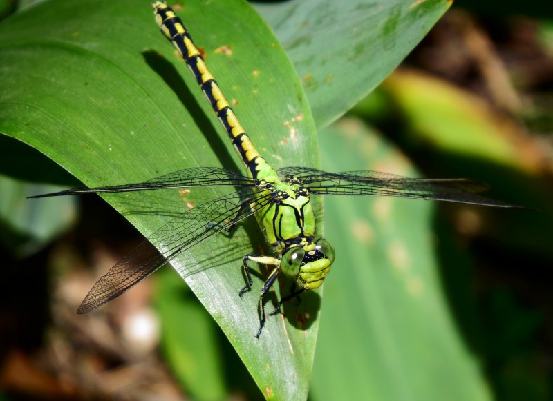 Ophiogomphus Cecilia