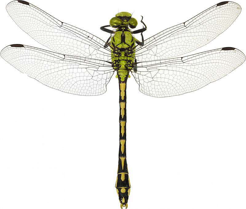 Gomphus vulgatissimus