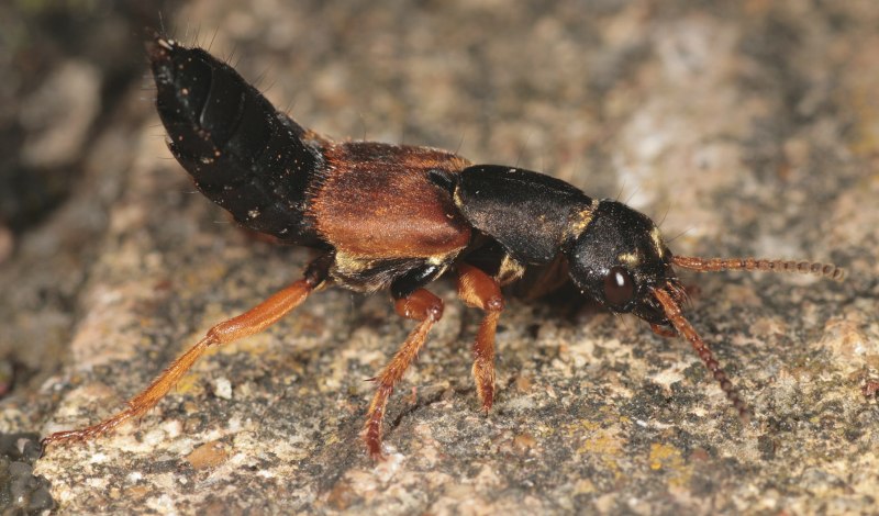 Musca domestica комнатная Муха