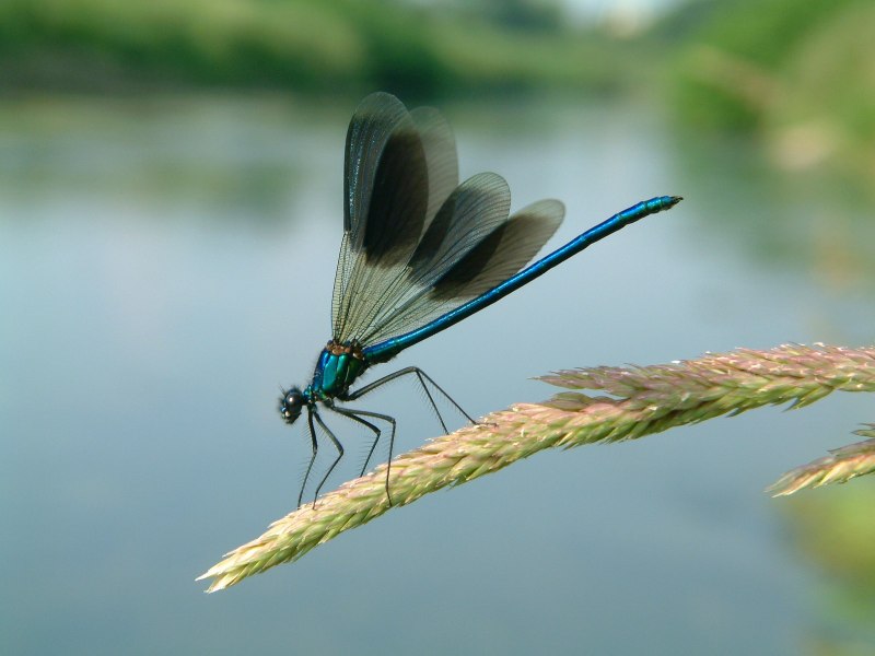 Стрекоза кровяная (Sympetrum sanguineum