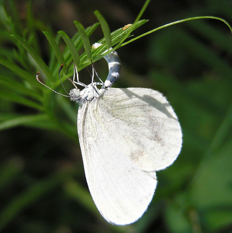 Leptidea Sinapis бабочка