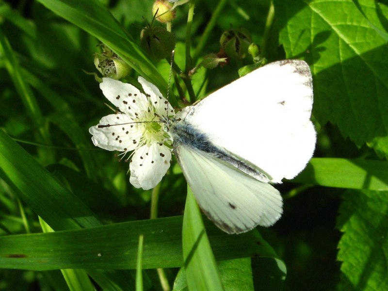 Вайт Баттерфляй (White Butterfly