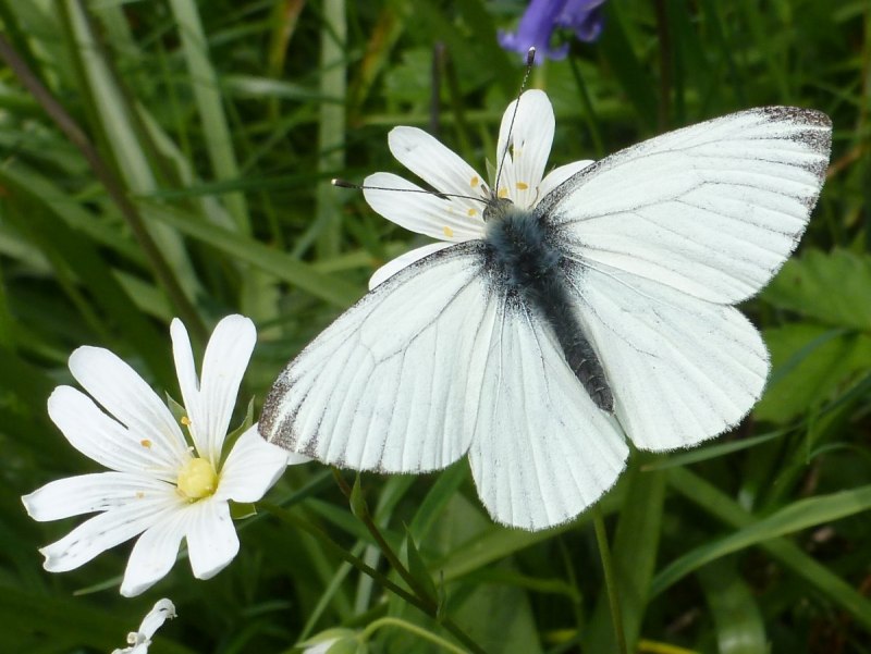 Белоснежные бабочки (60 фото)
