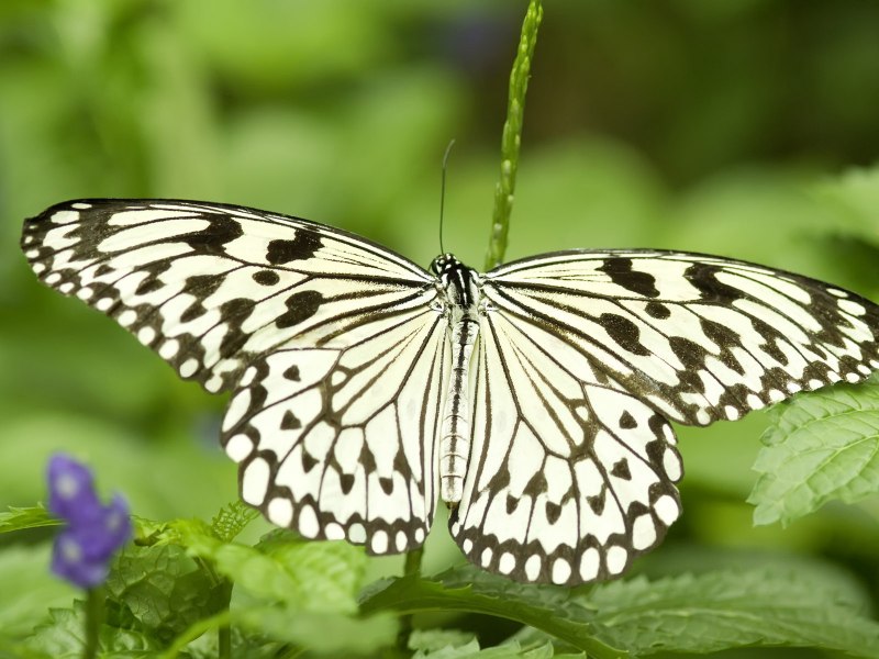 Вайт Баттерфляй (White Butterfly