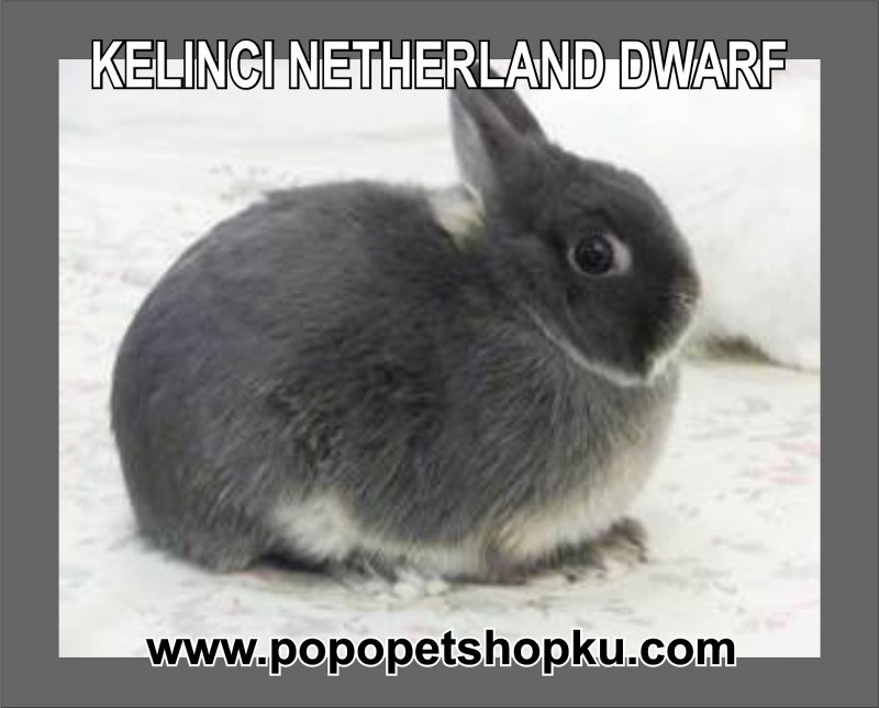 Карликовый кролик оттер