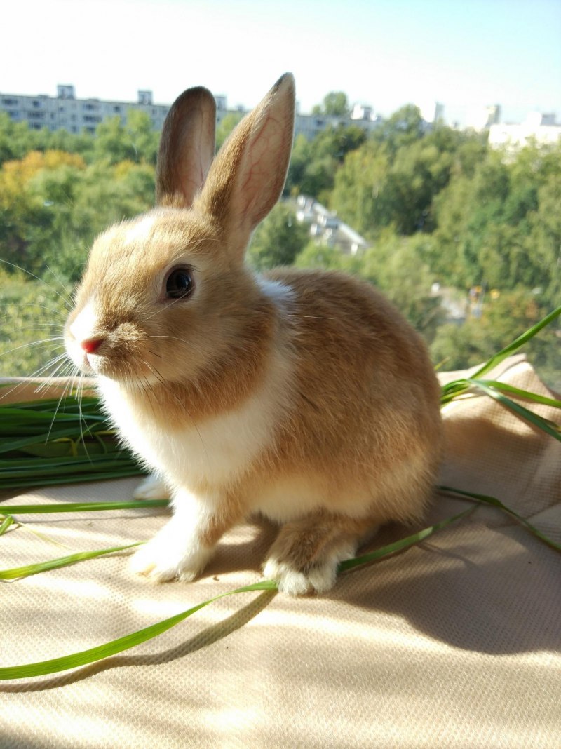 Кролик породы голландский карликовый