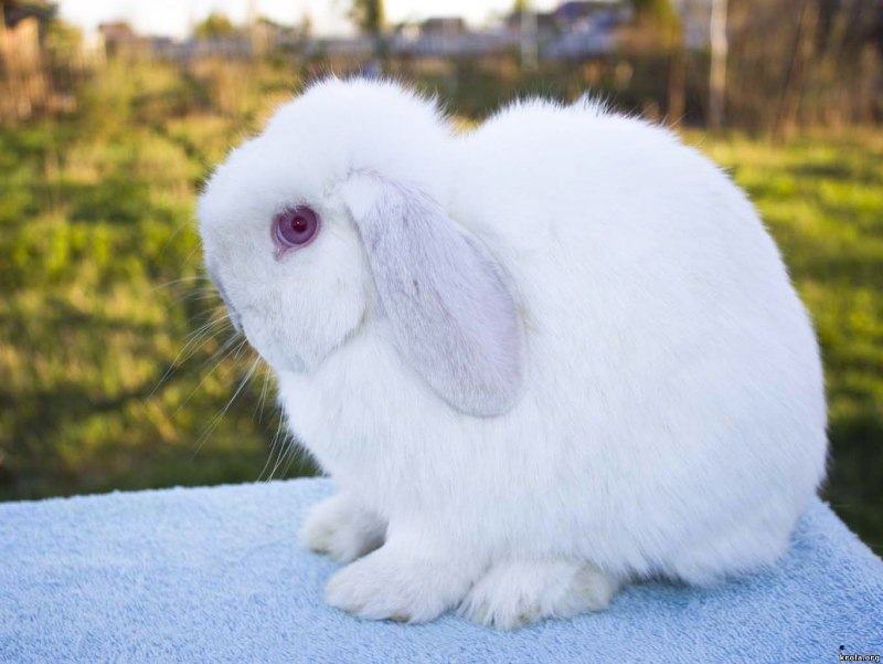 Netherland Dwarf