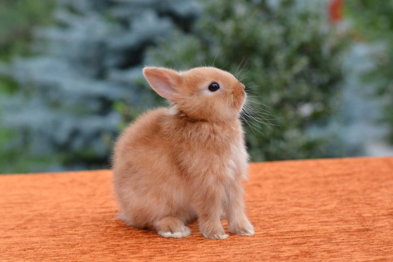 Netherland Dwarf Rabbit