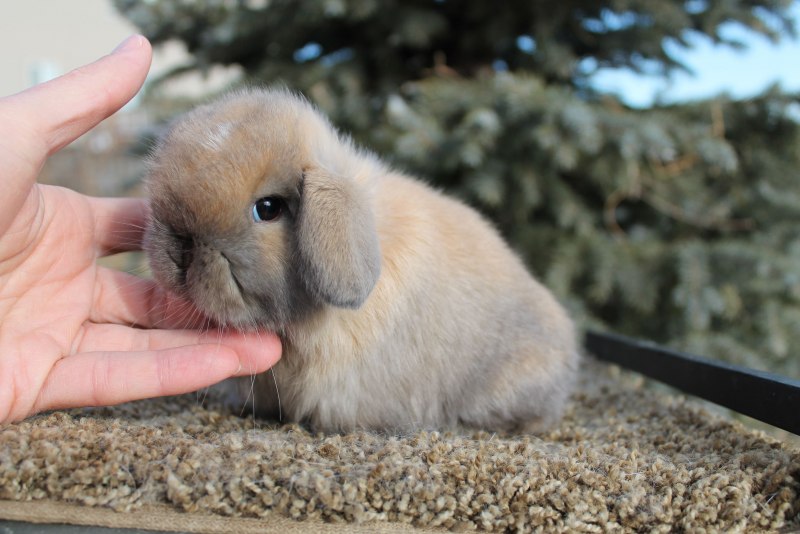 Netherland Dwarf Rabbit