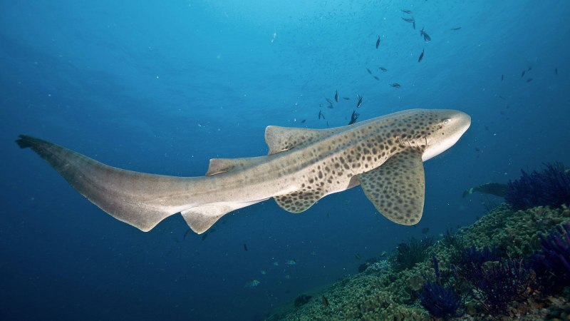 Stegostoma fasciatum