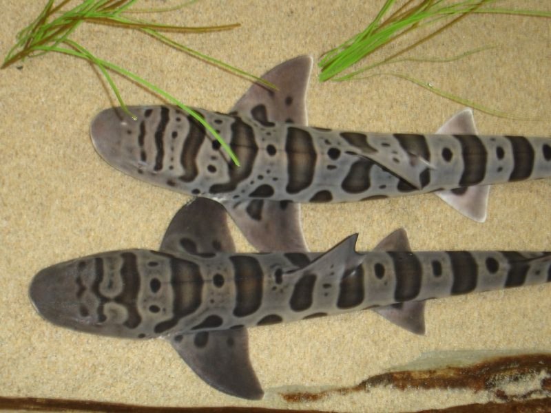 Красное море акулы леопарды вая