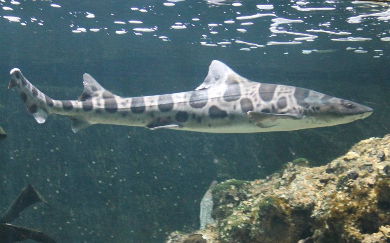 Triakis semifasciata