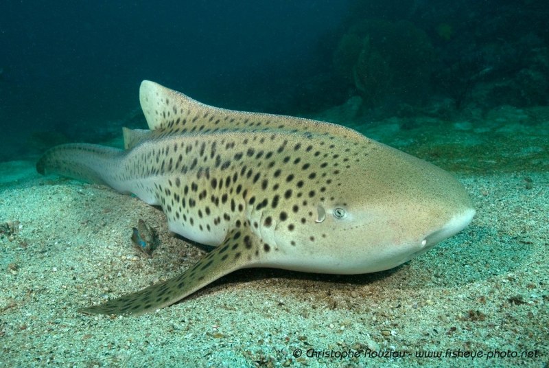 Stegostoma fasciatum