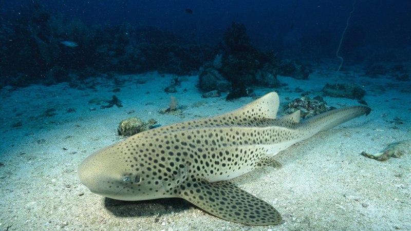 Леопардовая (Stegostoma fasciatum)