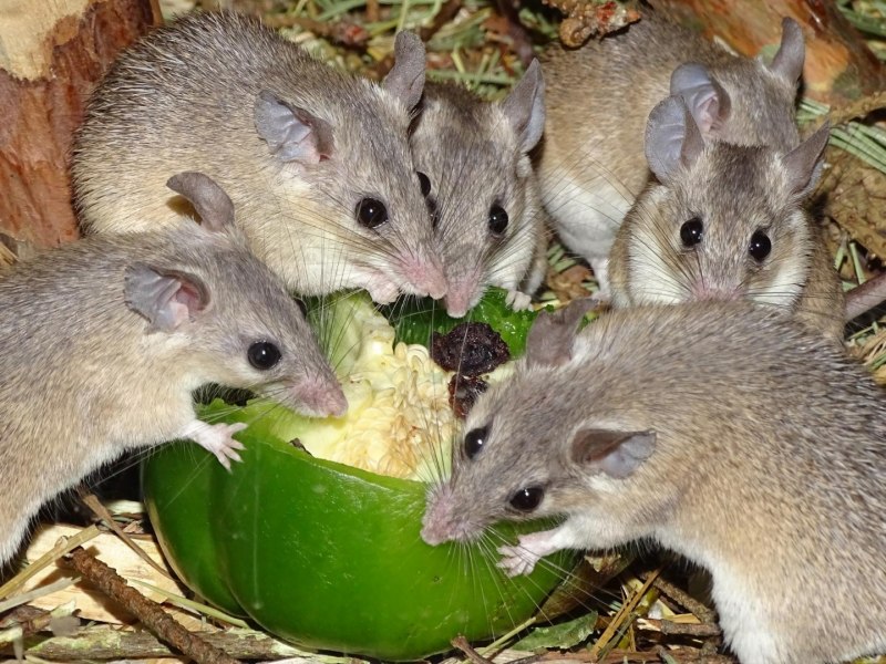 Acomys cahirinus