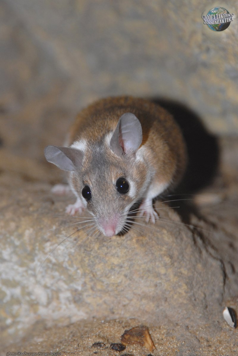 Домовая мышь mus musculus Linnaeus