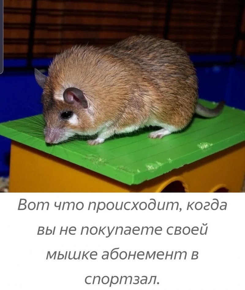 Грызун с коротким хвостом похожий на мышь