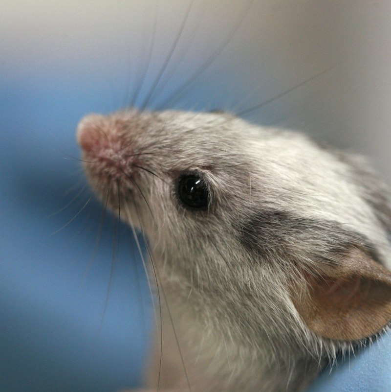 Серая крыса (Пасюк) - Rattus norvegicus.