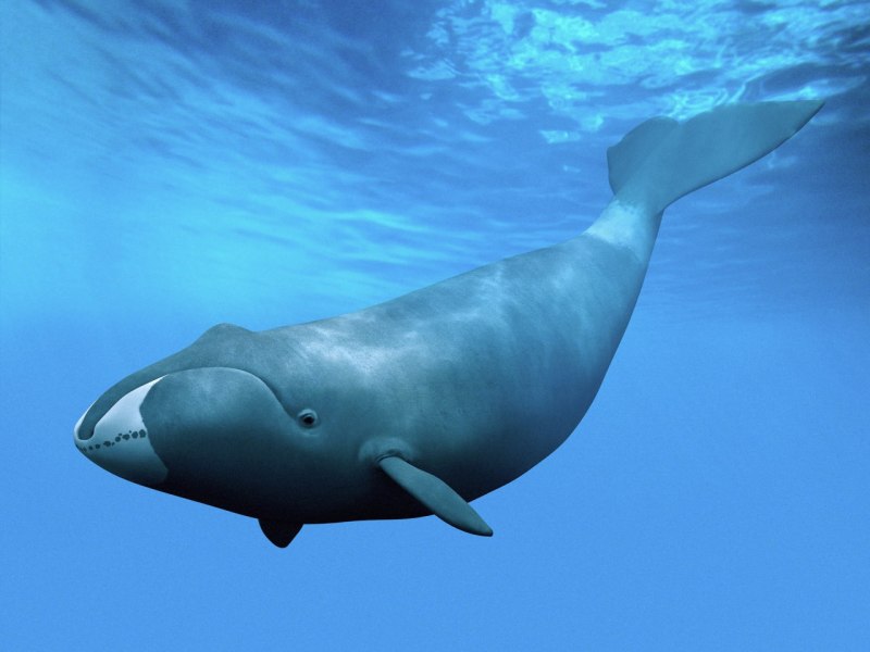 Гренландский кит (73 фото)