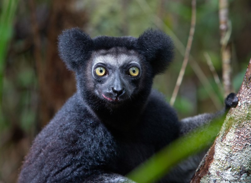 Imprish Indri