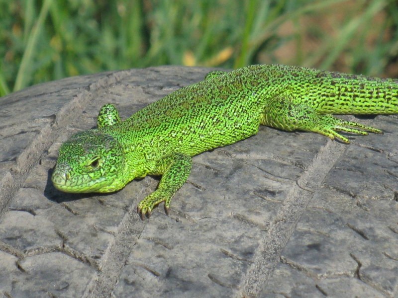 Lizard King ящерица