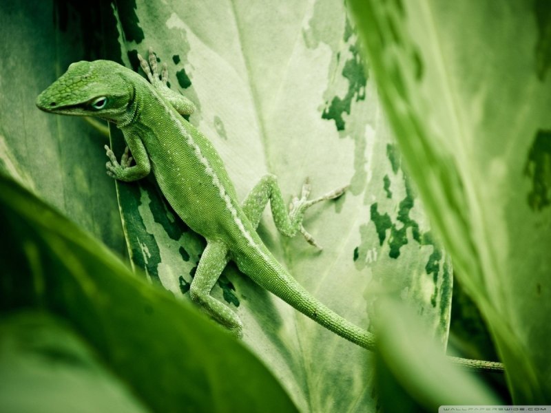 Gastropholis prasina