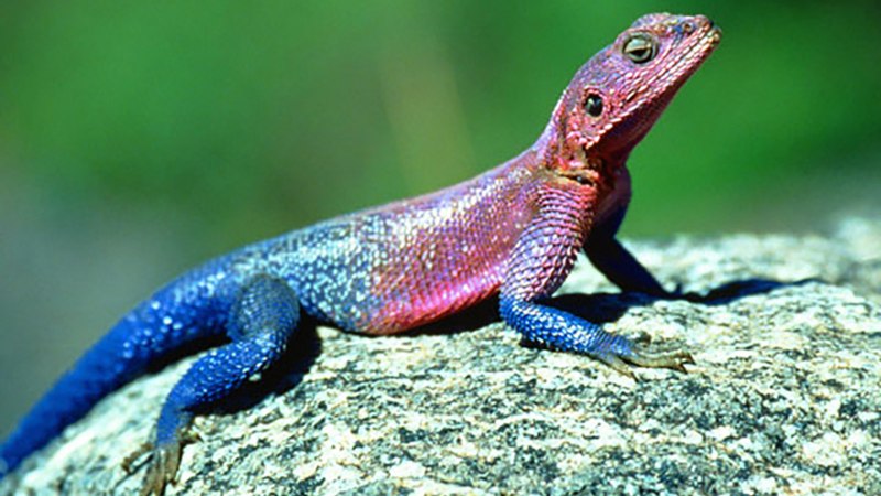 Ящерица Луговая (Lacerta praticola)