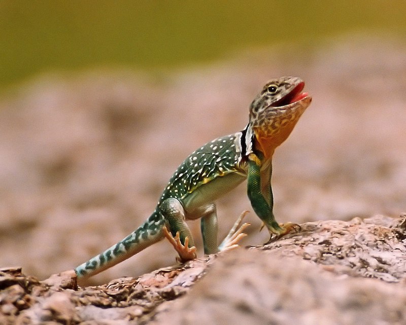 Lacerta Agilis