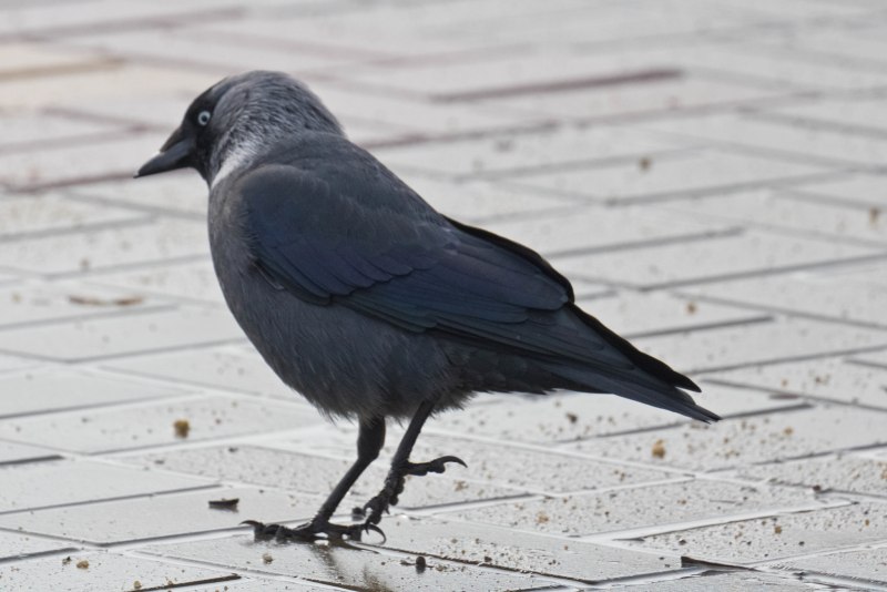 Corvus monedula