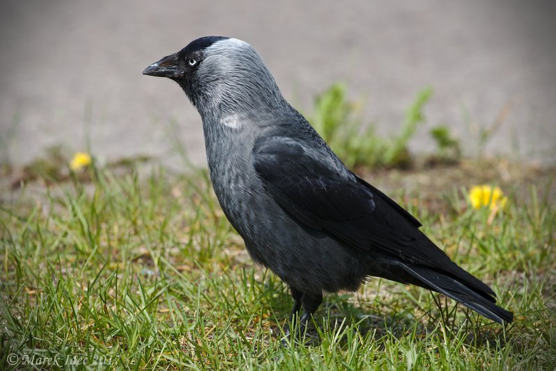 Галка (Corvus monedula)