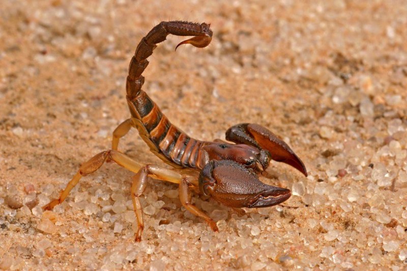 Индийский красный скорпион (64 фото)
