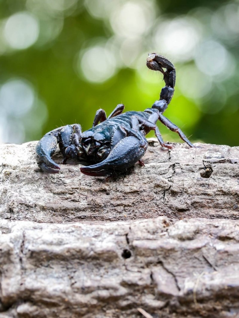 Толстохвостый Скорпион Androctonus Australis