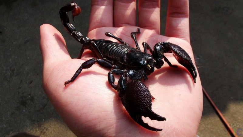 Арахнид Скорпион