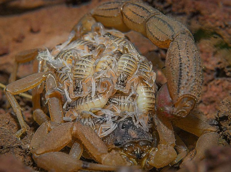 Hottentotta tamulus