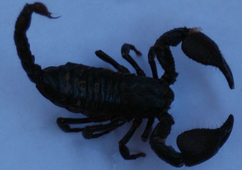Скорпион Microbothus pusillus