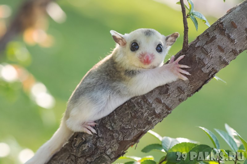 Сахарная сумчатая летяга Petaurus breviceps