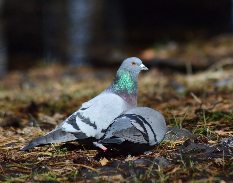 Columba Livia