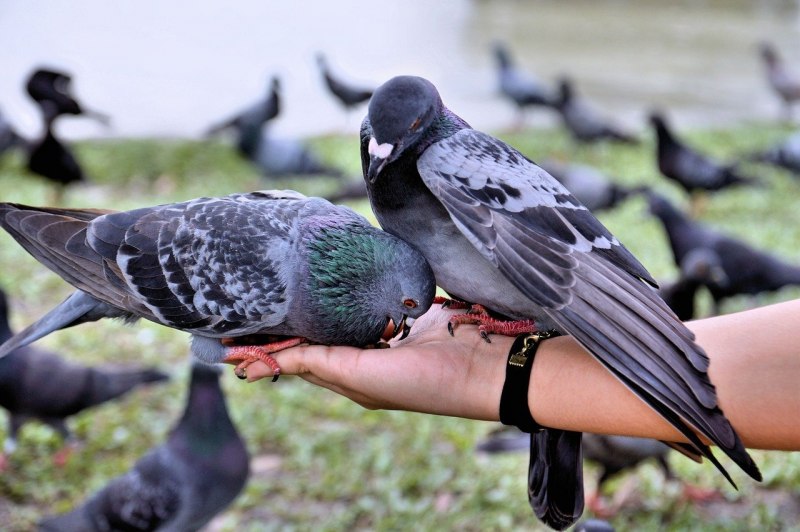 Сизый голубь – Columba Livia GM.