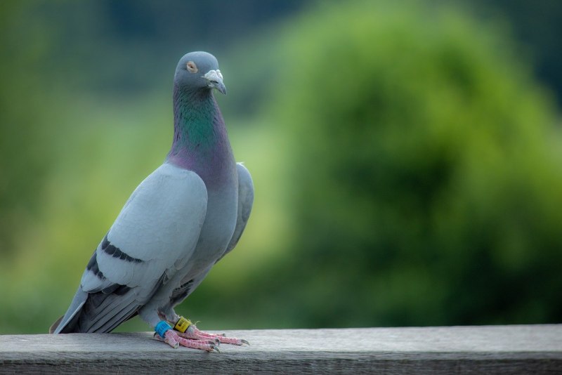 Сизый голубь (Columba Livia)