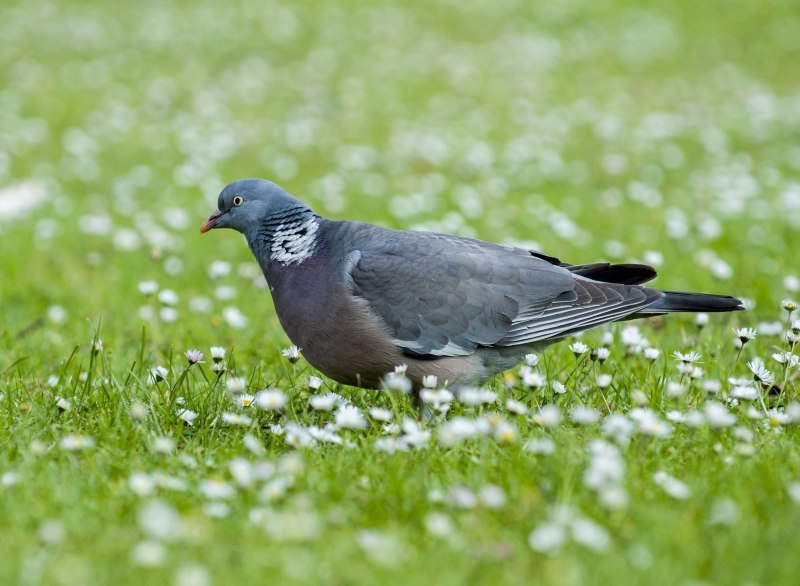Сизый голубь (Columba Livia)