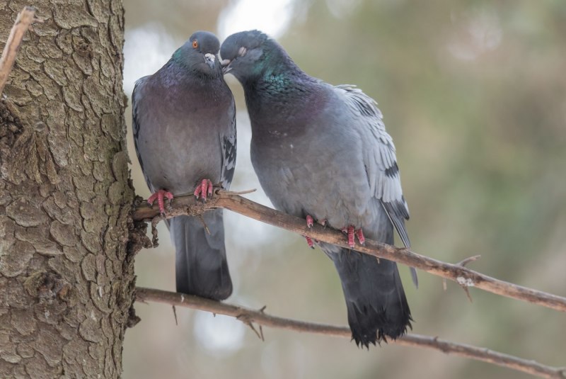 Columba rupestris