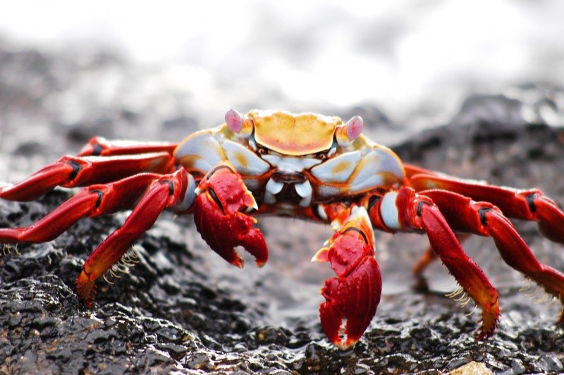 Erimacrus isenbeckii