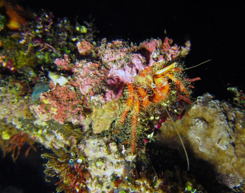 Eriocheir sinensis