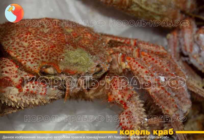 Краб на Хоккайдо